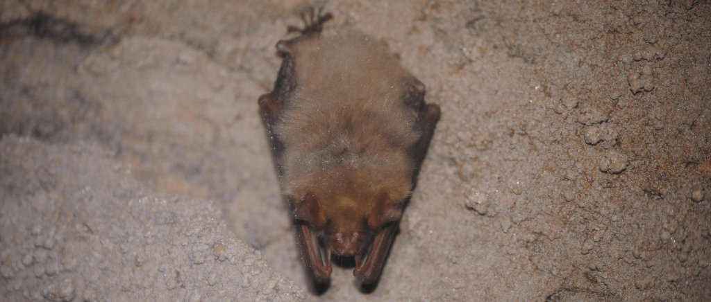 Myotis blythii