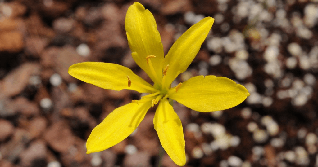 Narcissus cavanillesii