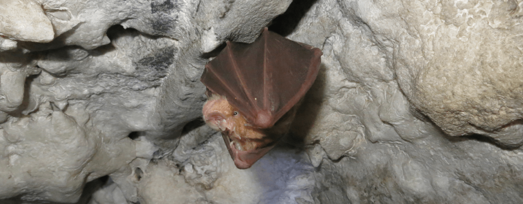 Rhinolophus ferrumequinum