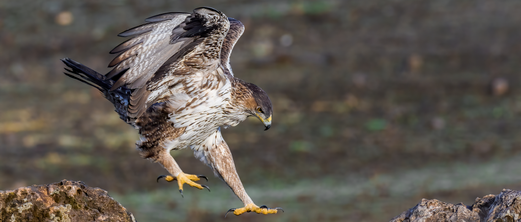 Aquila fasciata