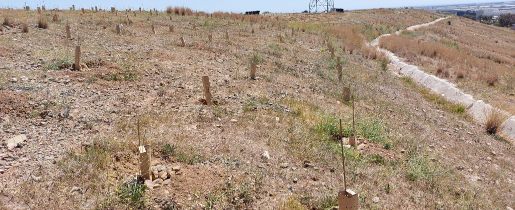 Plantación